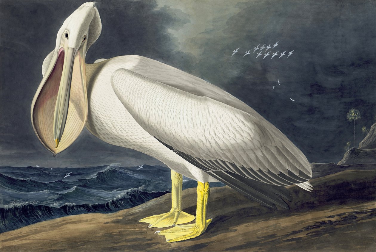 American White Pelican, Pelecanus Erythrorhynchos, fra "The Birds of America" af John J. Audubon, pub. 1827-38 af John James Audubon