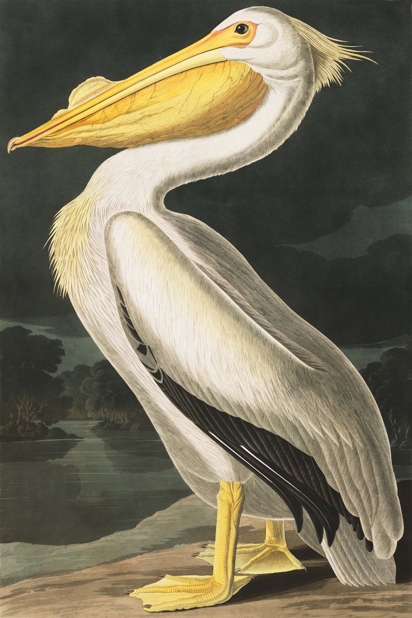 American White Pelican, Pelecanus Erythrorhynchos, fra "The Birds of America" af John J. Audubon, pub. 1827-38 af John James Audubon