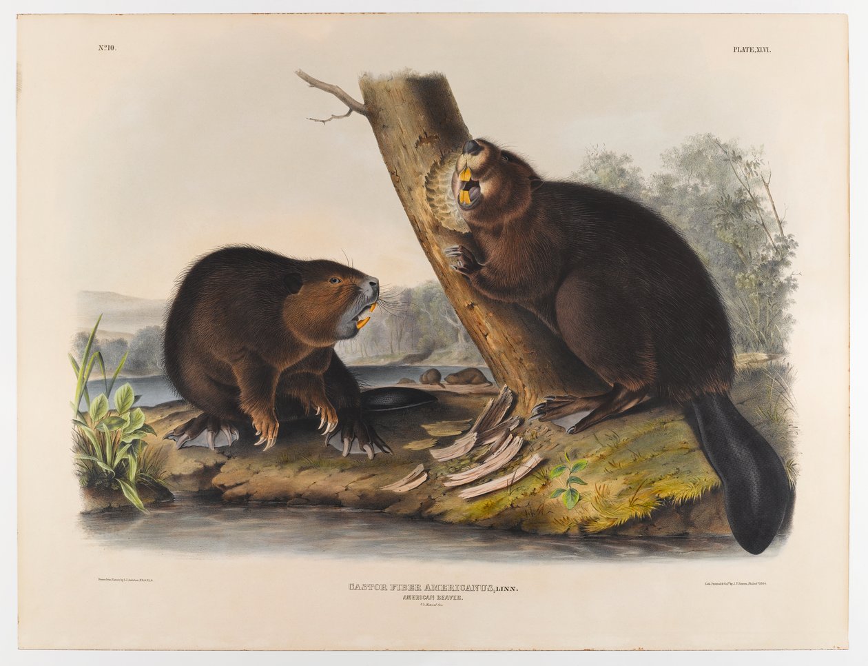 Amerikansk bæver, 1844 af John James Audubon
