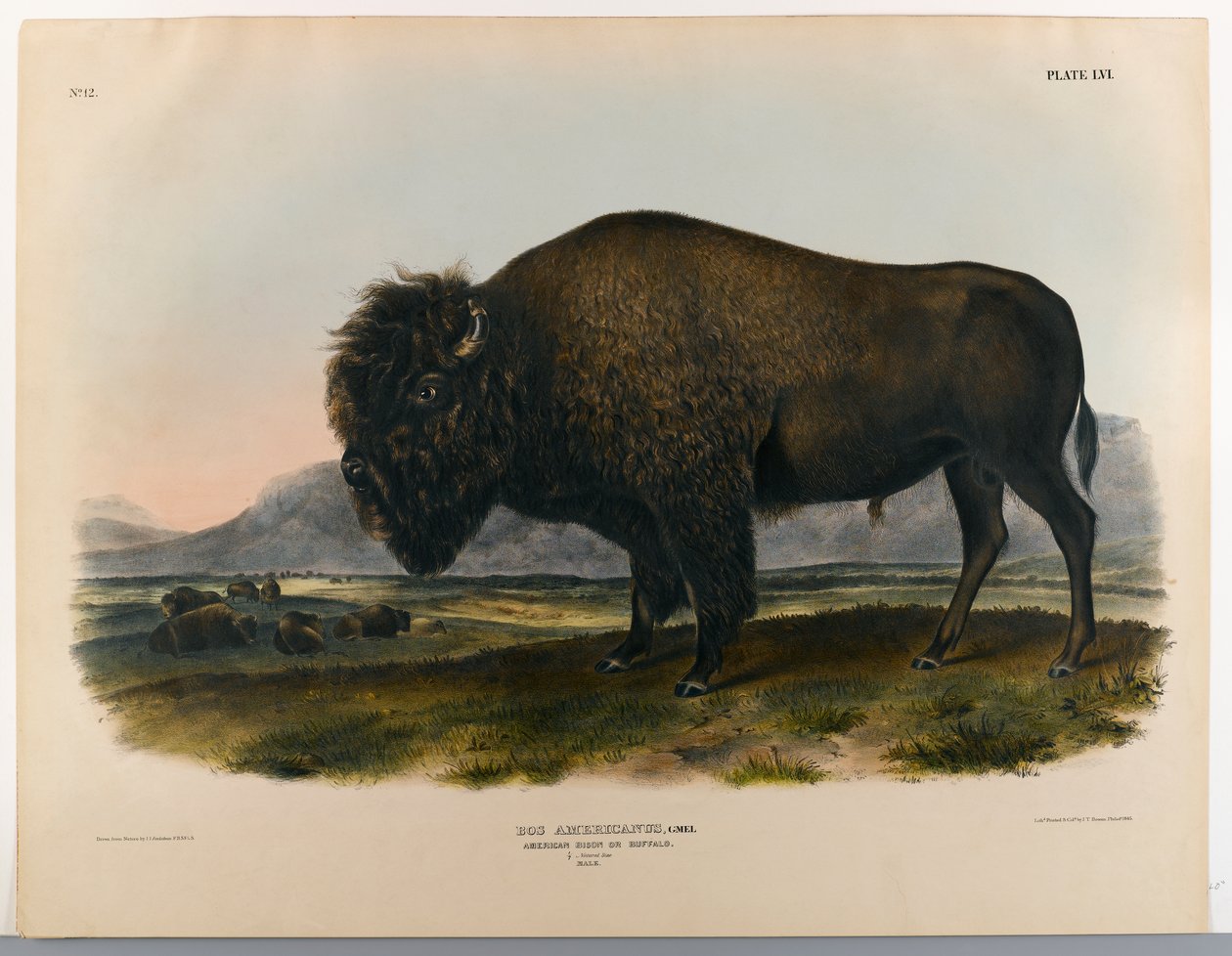 amerikansk bison eller bøffel af John James Audubon