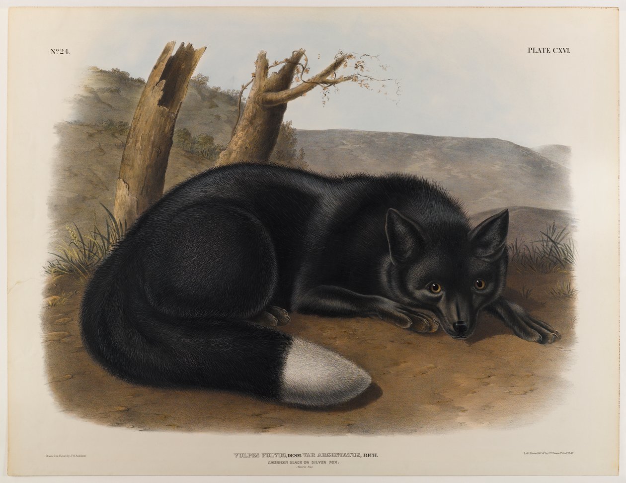 Amerikansk sort eller sølvræv af John James Audubon