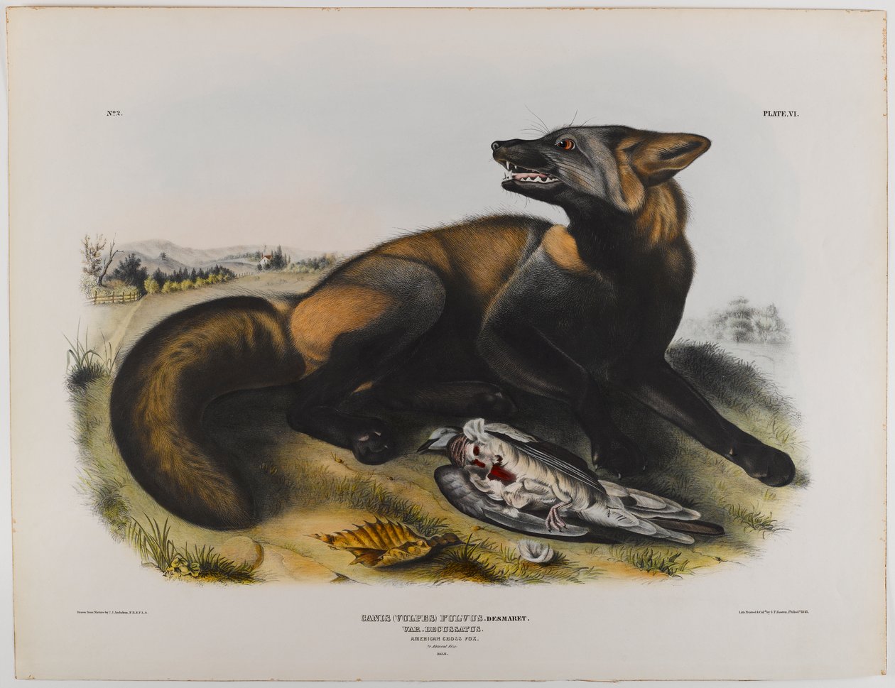 Amerikansk korsræv af John James Audubon