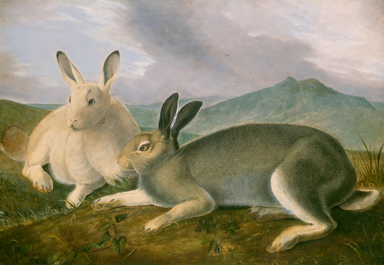 Polarhare af John James Audubon