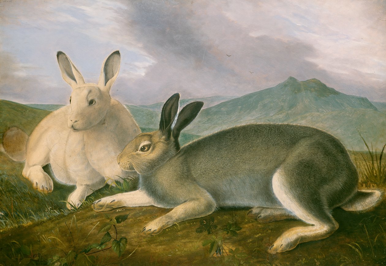 Arctic Hare, ca. 1841 (pen og sort blæk med akvarel og oliemaling på papir) af John James Audubon
