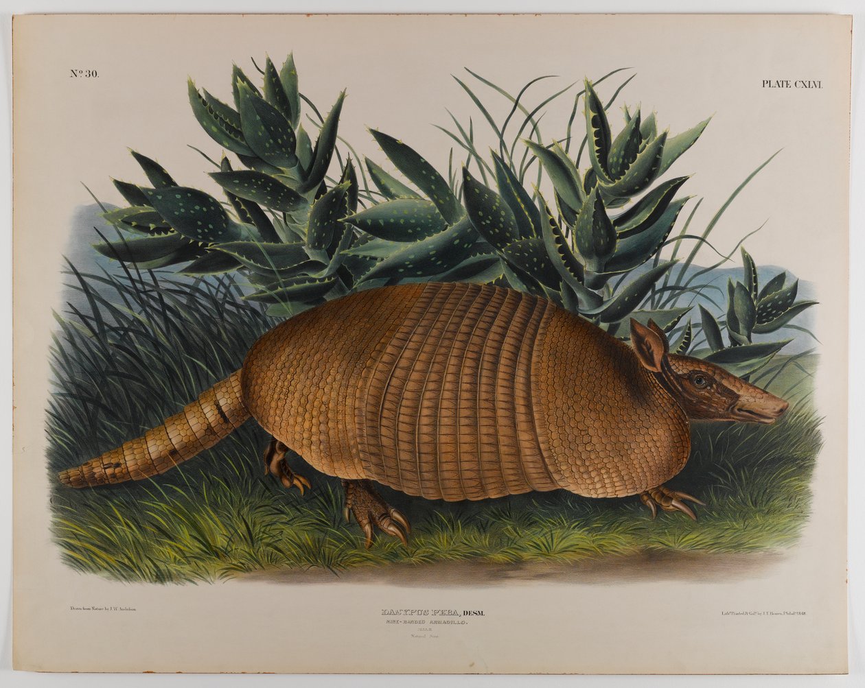 Bæltedyr af John James Audubon