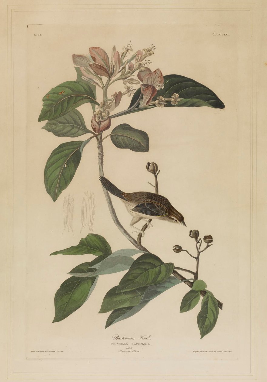 Bachmans finke af John James Audubon