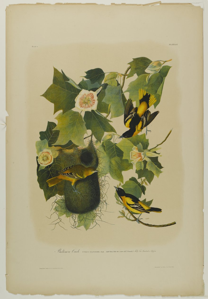 Baltimore Oriole, trykt af Julien Bien og udgivet af Roe Lockwood & Son, 1861 (kromolitografi) af John James Audubon