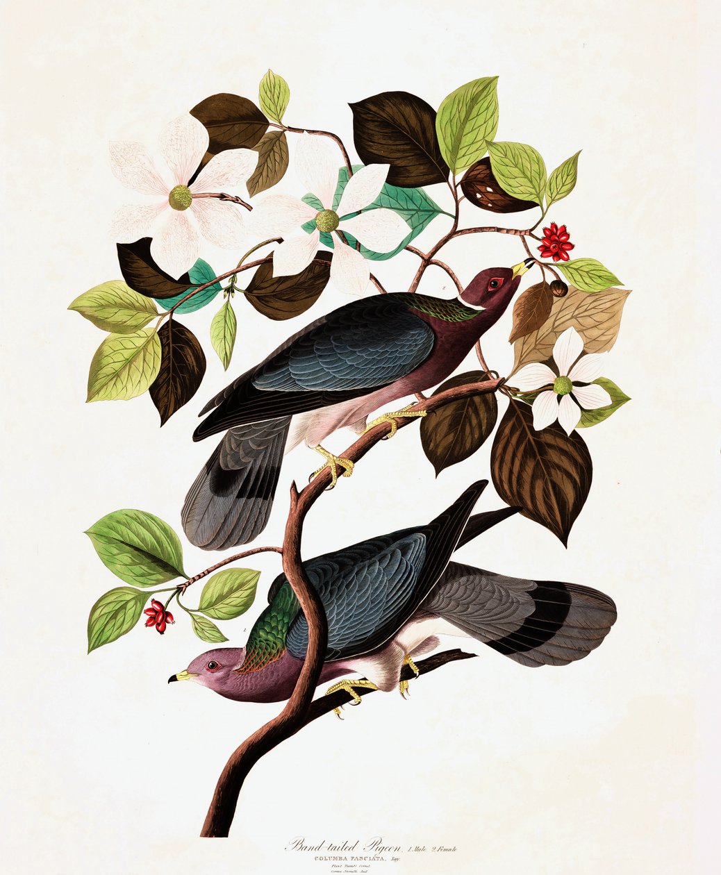 Band Tailed Pigeon, Columba Fasciata, fra "The Birds of America" af John J. Audubon, pub. 1827-38 af John James Audubon