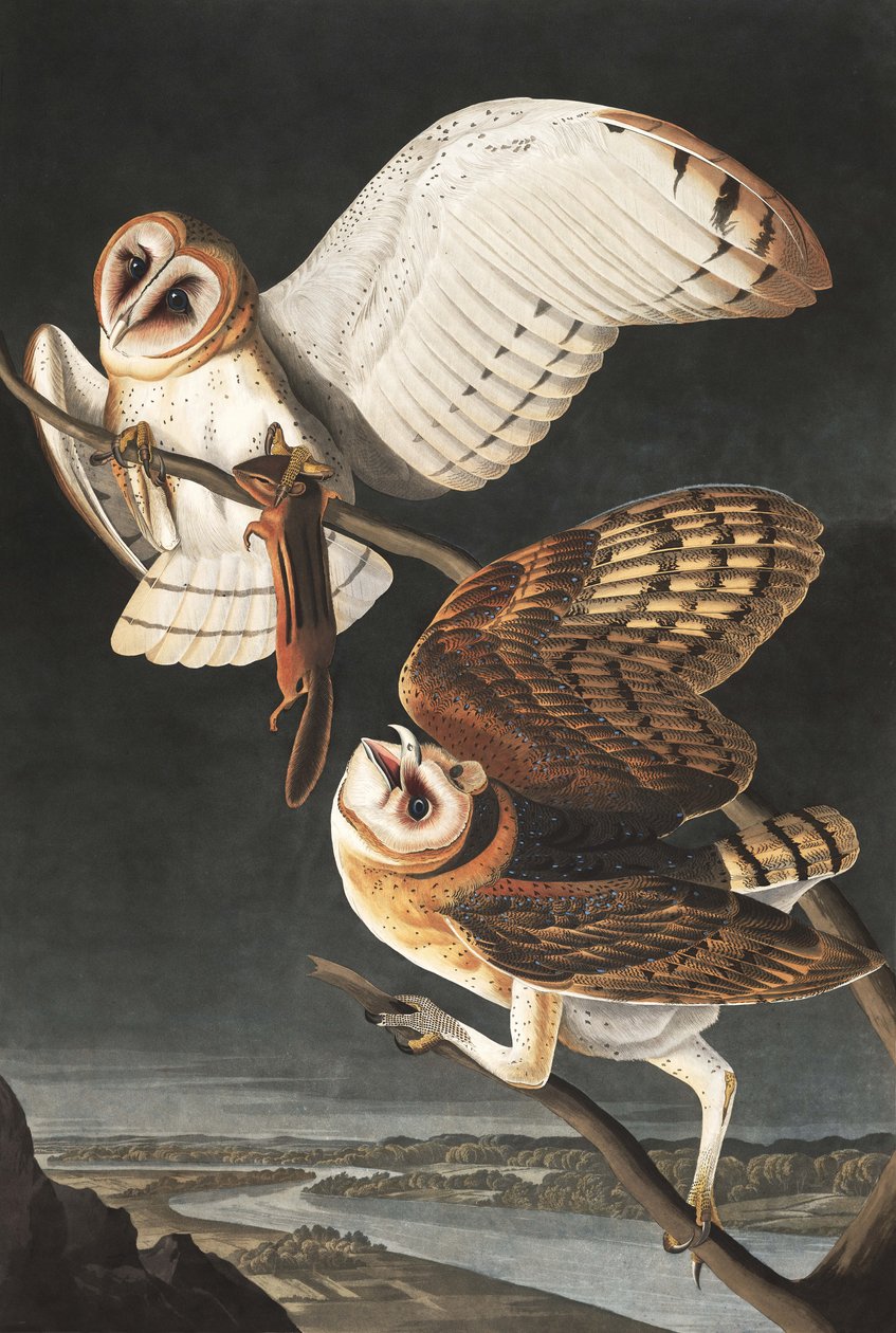 Barn Owl, Tyto Alba, fra "The Birds of America" af John J. Audubon, pub. 1827-38 af John James Audubon