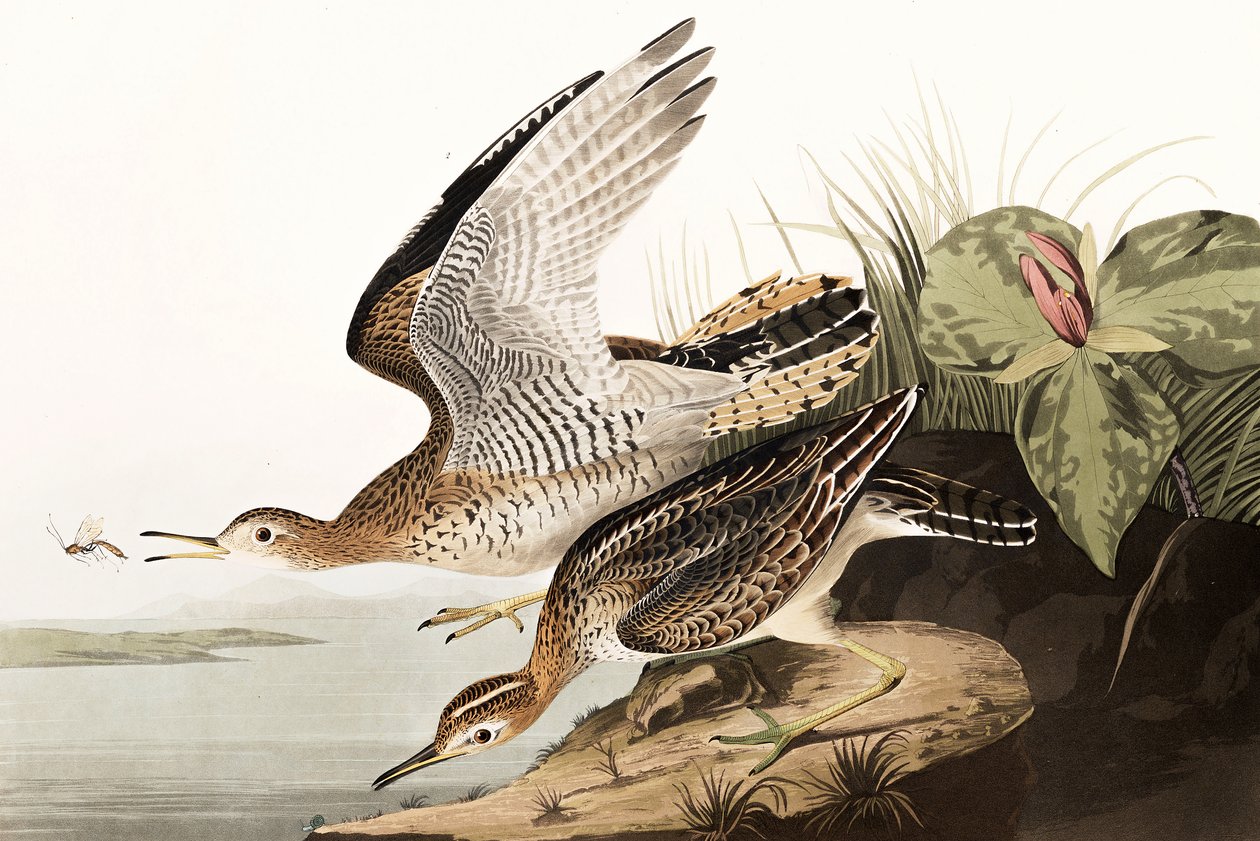 Bartram Sandpiper, Bartramia Longicauda, fra "The Birds of America" af John J. Audubon, pub. 1827-38 af John James Audubon