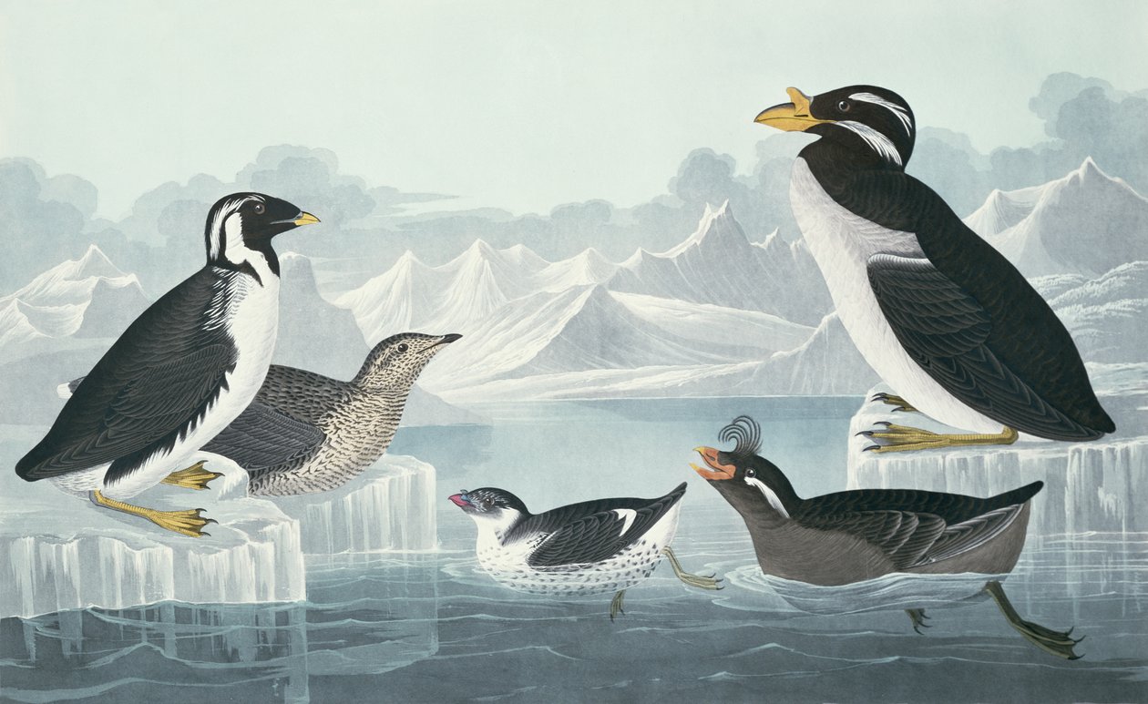 Lomvie, næbbet alk, krøllet lomvie, hornnæbbet lomvie, hentet fra naturen af John James Audubon