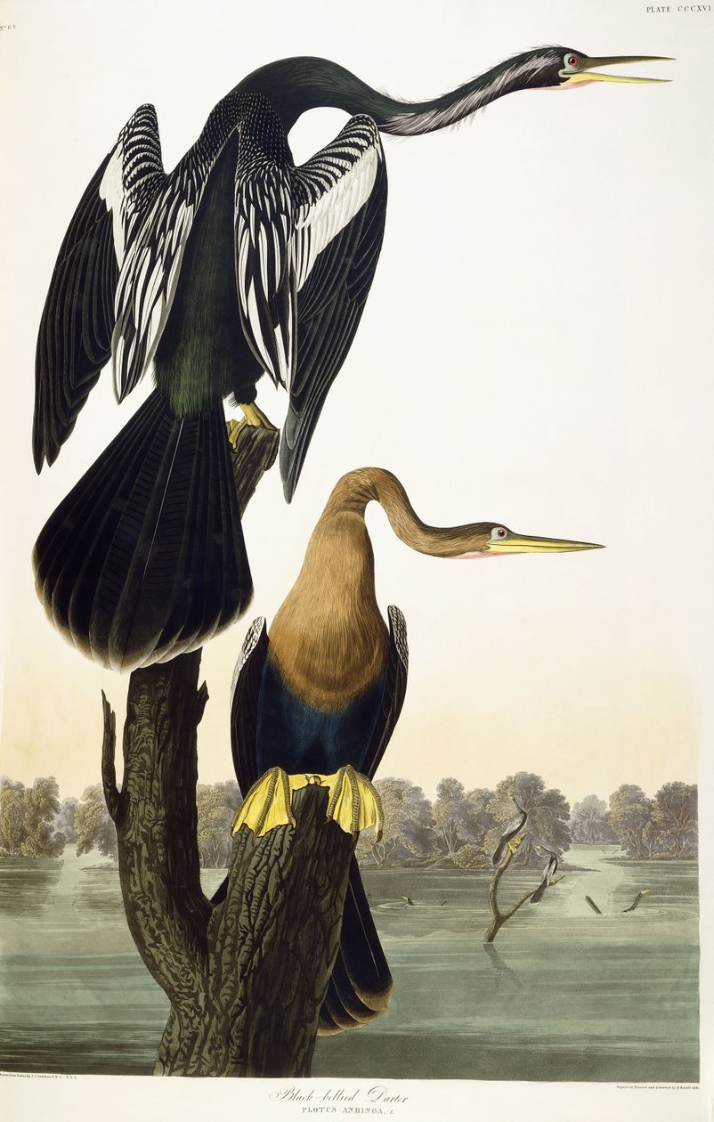 Black-bellied Darter, 1836 af John James Audubon