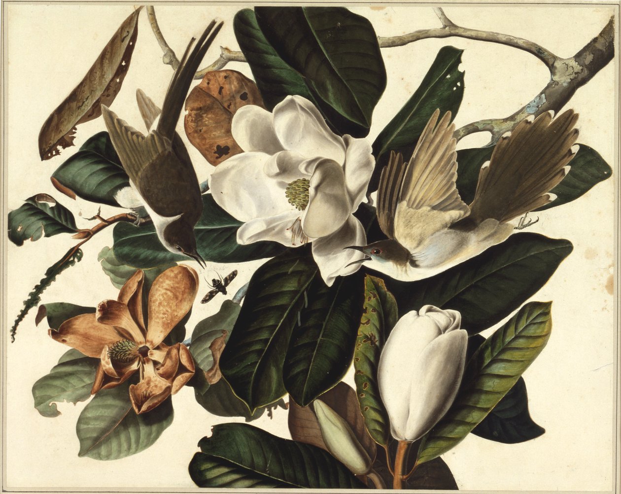 Sortnæbbet gøg, 1822 (wc og grafit på papir) af John James Audubon