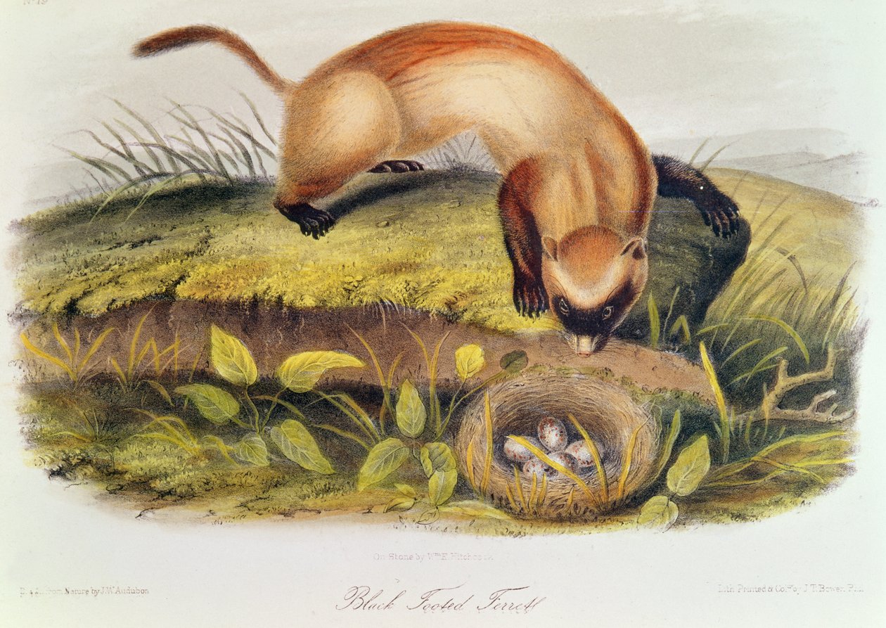 Sortfodet ilder fra Quadrupeds of North America (1842-5) af John James Audubon