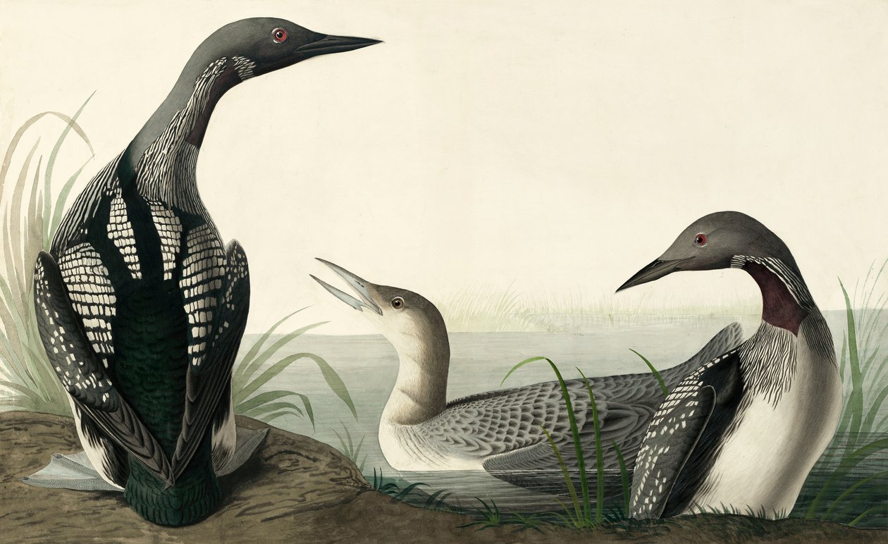 Black-throated Diver, Colymbus Arcticus, fra "The Birds of America" af John J. Audubon, pub. 1827-38 af John James Audubon