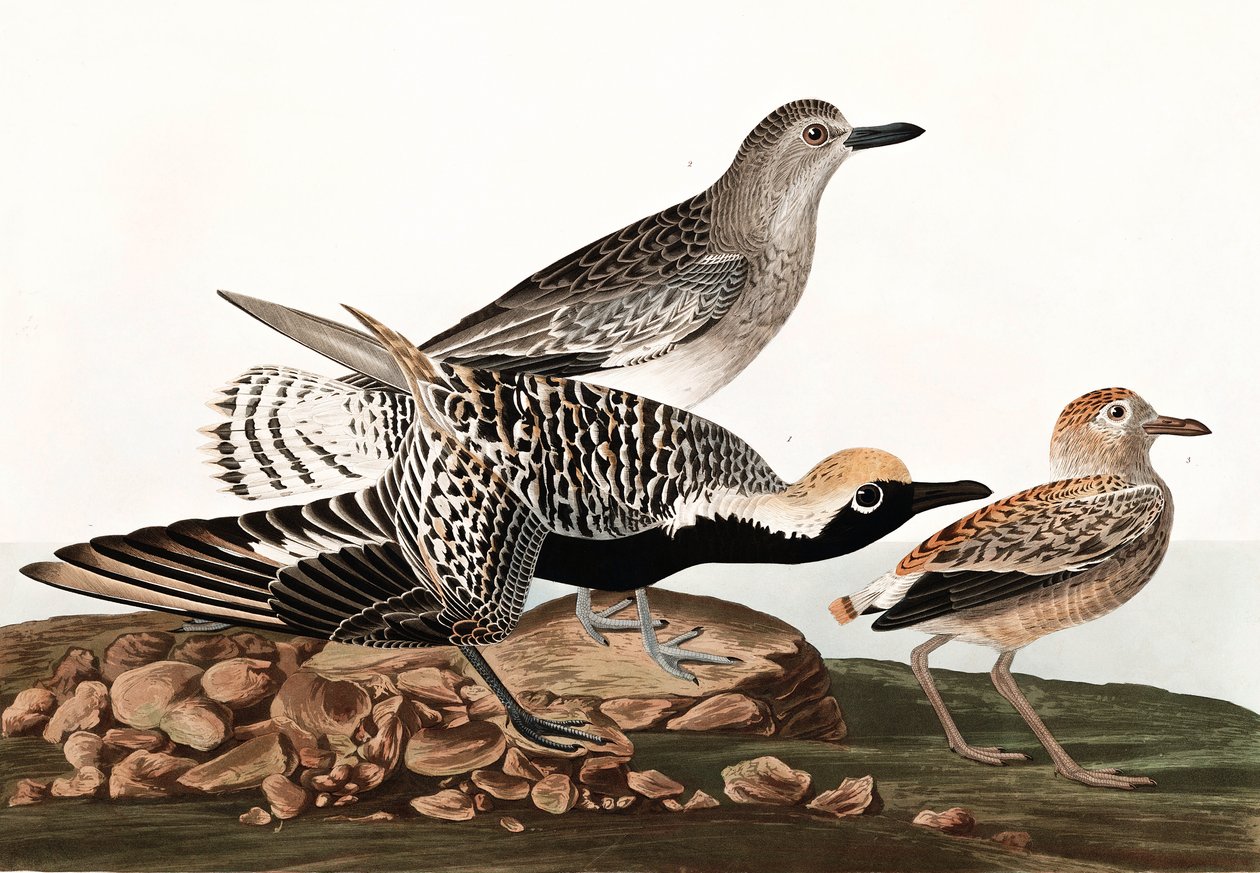 Black Bellied Plover, Charadrius Helveticus, fra "The Birds of America" af John J. Audubon, pub. 1827-38 af John James Audubon