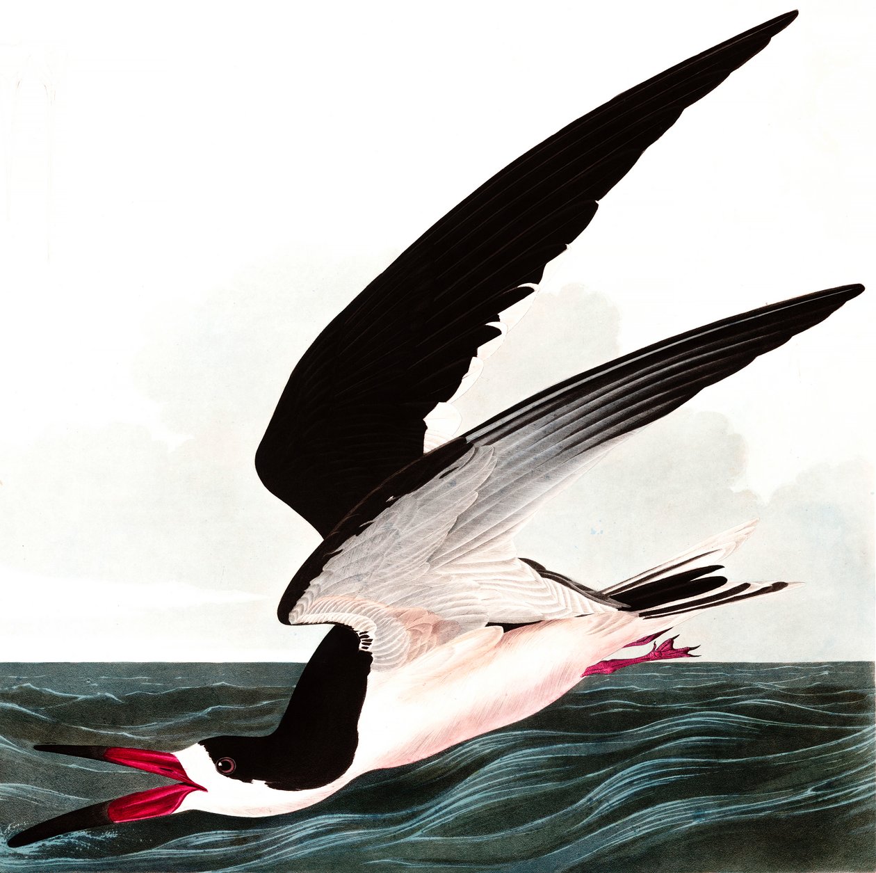 Black Skimmer eller Shearwater, Rhincops Nigra, fra "The Birds of America" af John J. Audubon, pub. 1827-38 af John James Audubon
