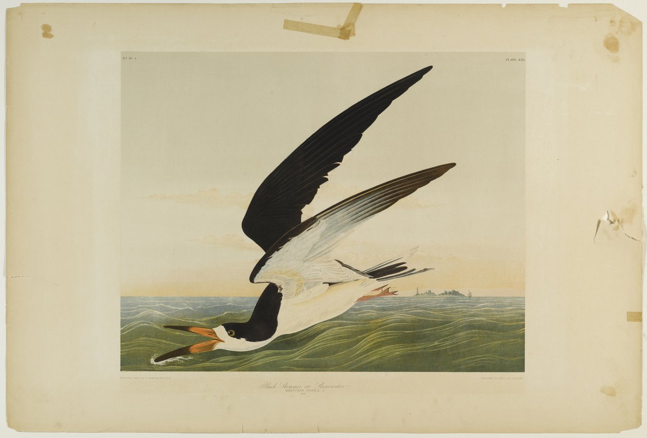 Black Skimmer or Shearwater, trykt af Julien Bien og udgivet af Roe Lockwood & Son, 1861 (kromolitografi) af John James Audubon