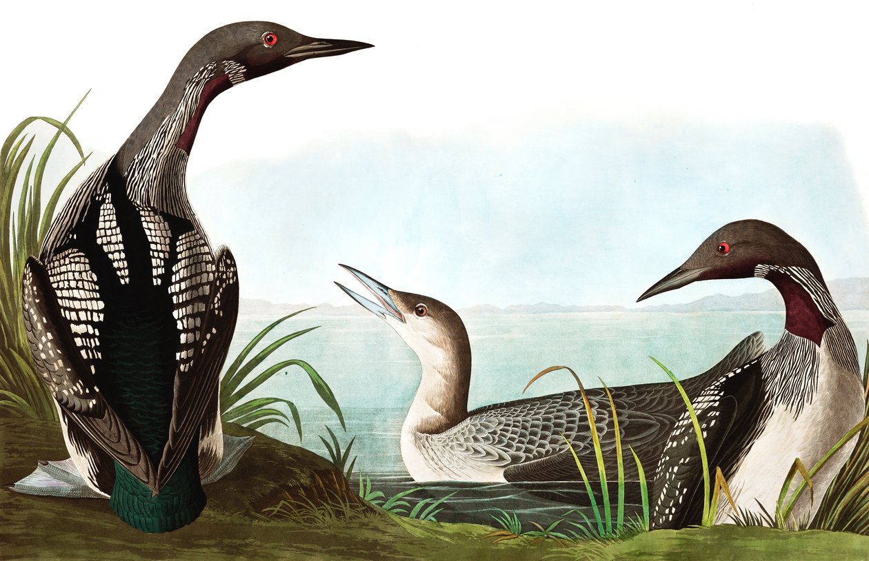 Black Throated Diver, Colymbus Arcticus, fra "The Birds of America" af John J. Audubon, pub. 1827-38 af John James Audubon