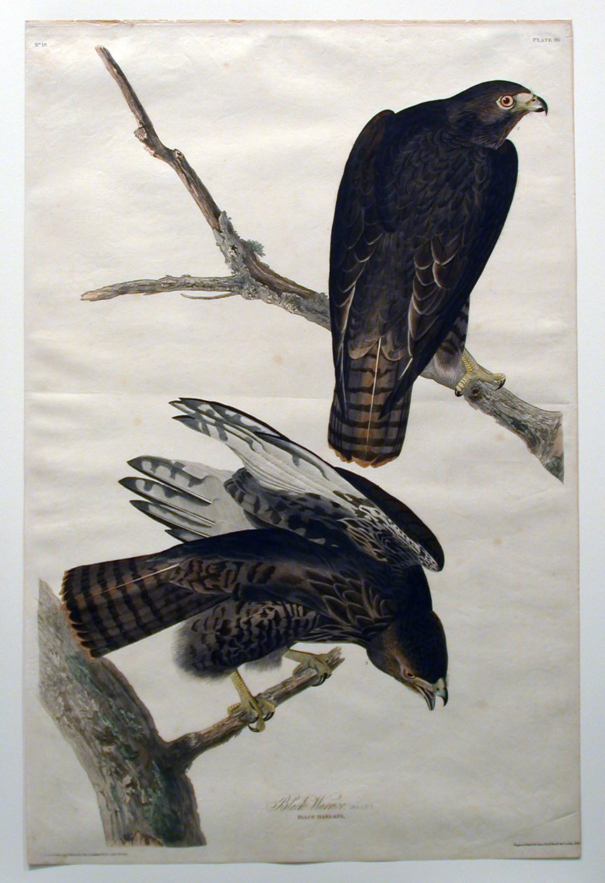 Sort kriger (nr. 18) af John James Audubon