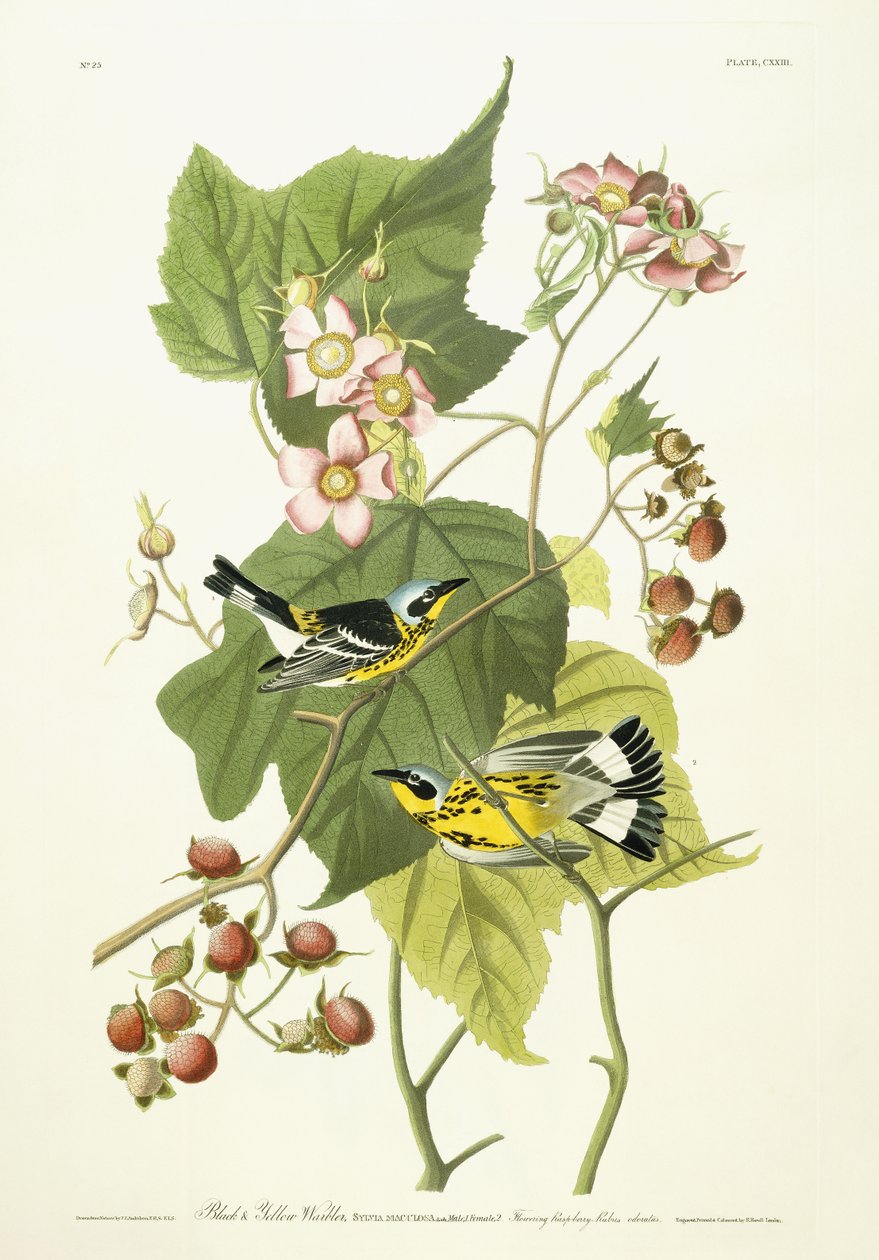 Sort og gul sangsanger og blomstrende hindbær, ca. 1826-1838 af John James Audubon