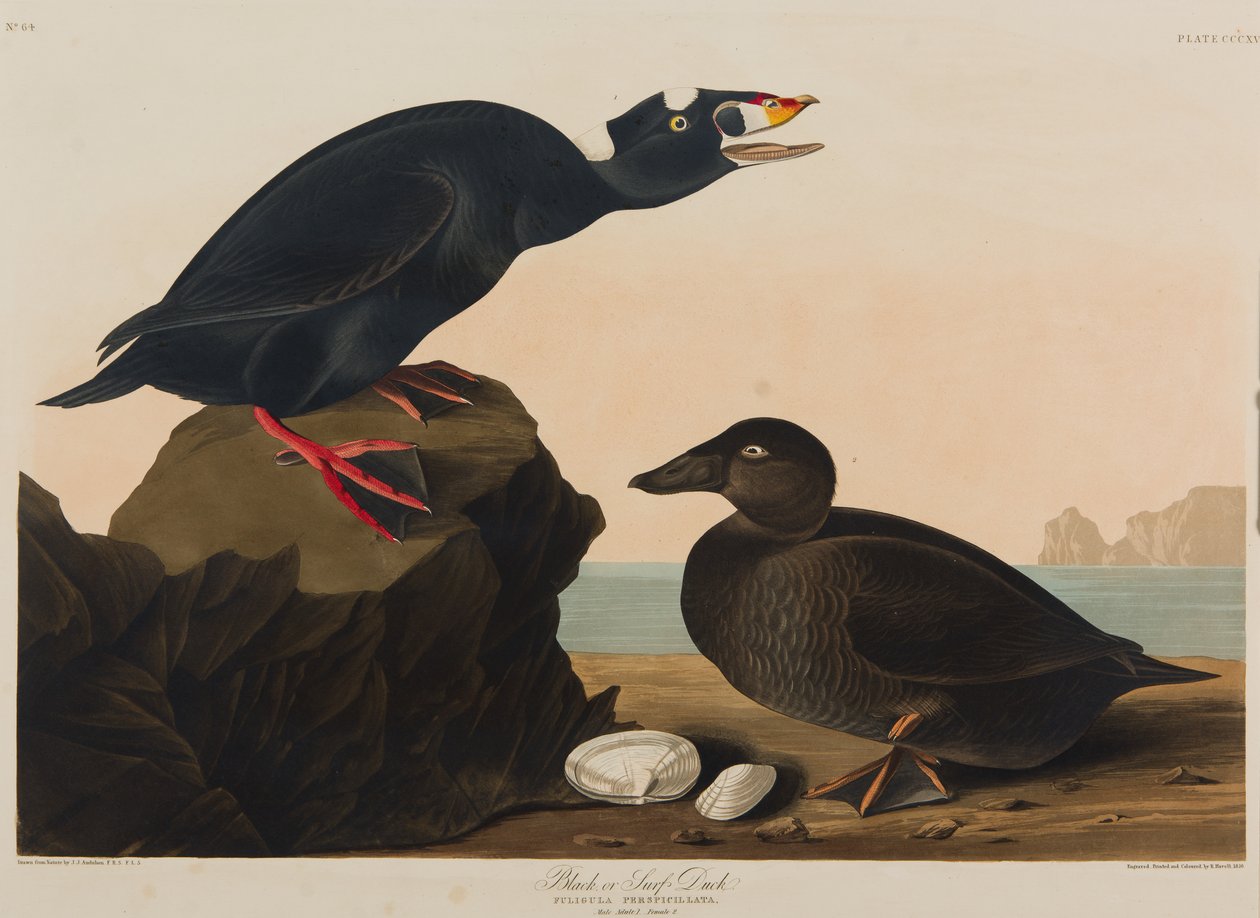 Black eller Surf Duck, 1836 (wc på papir) af John James Audubon