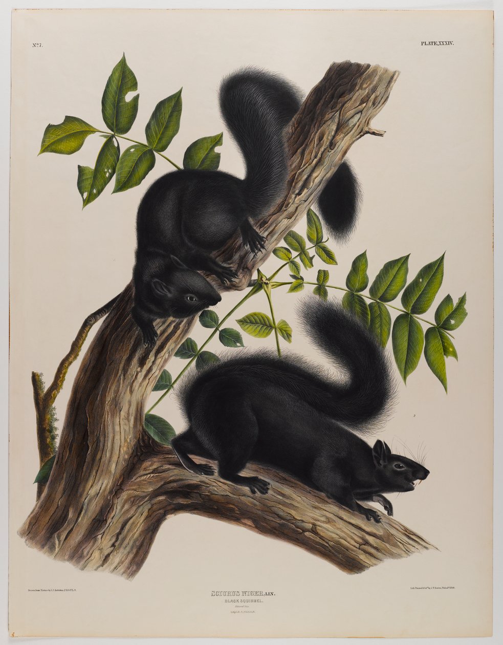 Sort egern af John James Audubon