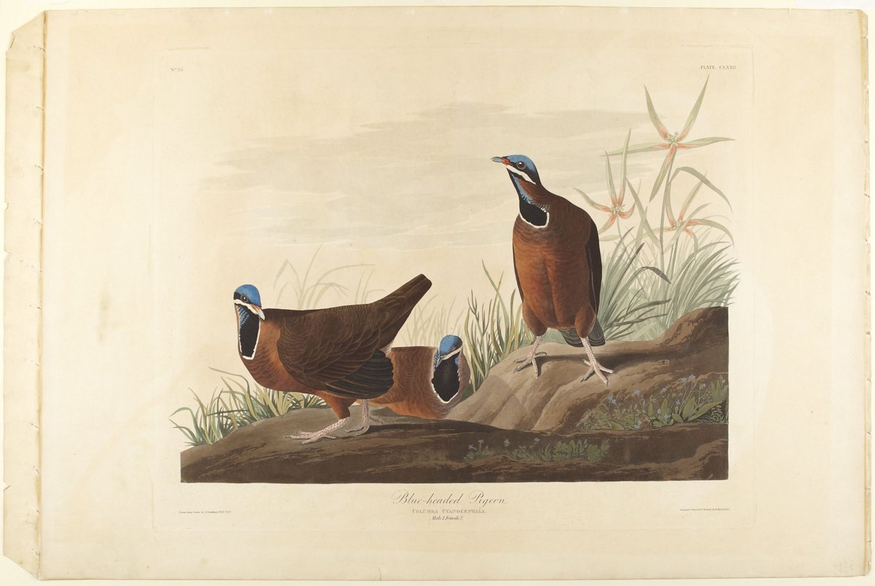 Blåhovedet due af John James Audubon