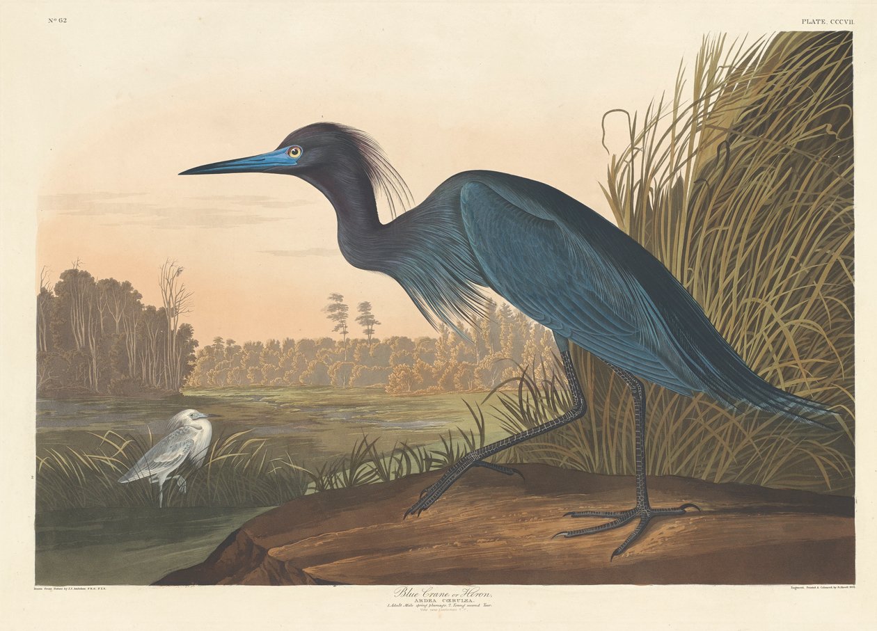 Blå trane eller hejre, 1836 af John James Audubon