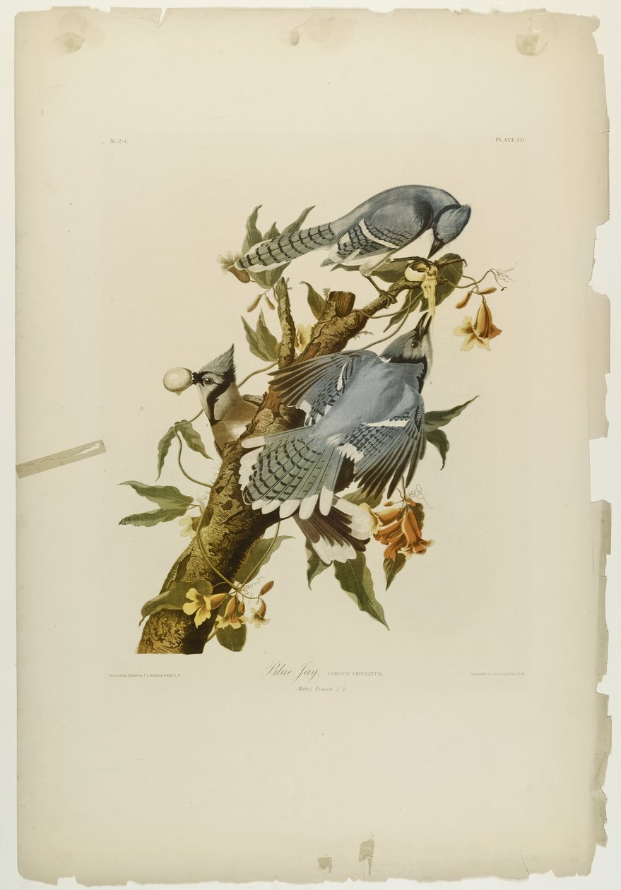 Blue Jay, trykt af Julien Bien og udgivet af Roe Lockwood & Son, 1861 (kromolitografi) af John James Audubon