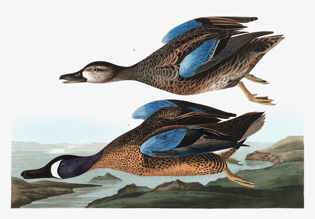 Blue Winged Teal, Anas Discors, fra "The Birds of America" af John J. Audubon, pub. 1827-38 af John James Audubon