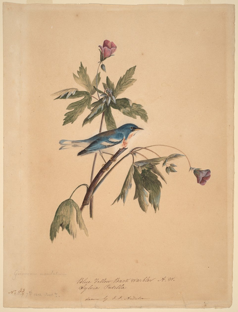 Blå-gul rygsanger af John James Audubon