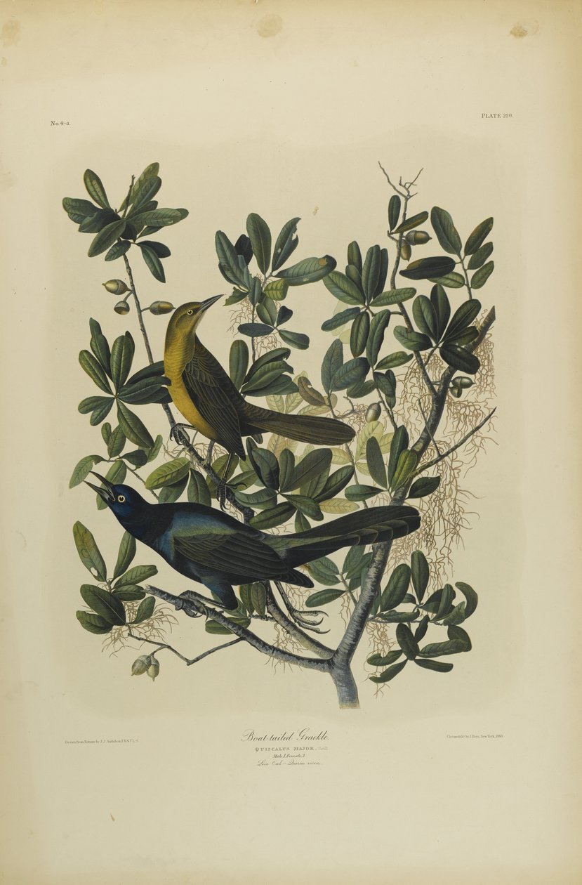 Boat-tailed Grackle, trykt af Julien Bien og udgivet af Roe Lockwood & Son, 1861 (kromolitografi) af John James Audubon