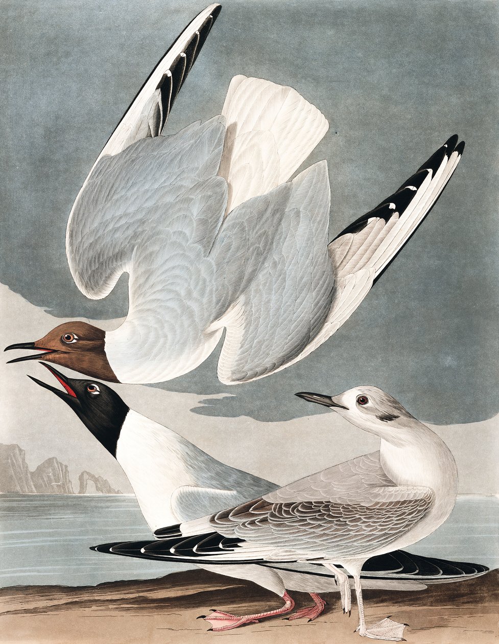 Bonapartian Gull, Larus Bonapartii, fra "The Birds of America" af John J. Audubon, pub. 1827-38 af John James Audubon