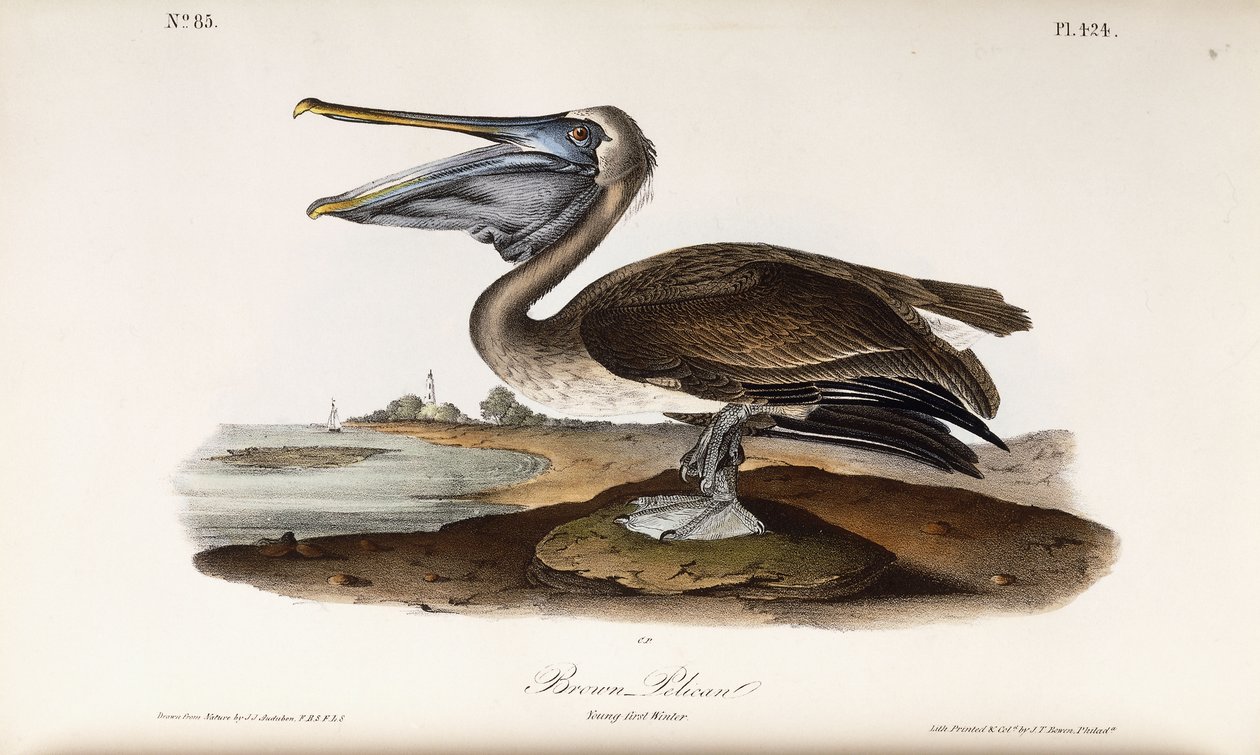 Brun pelikan af John James Audubon