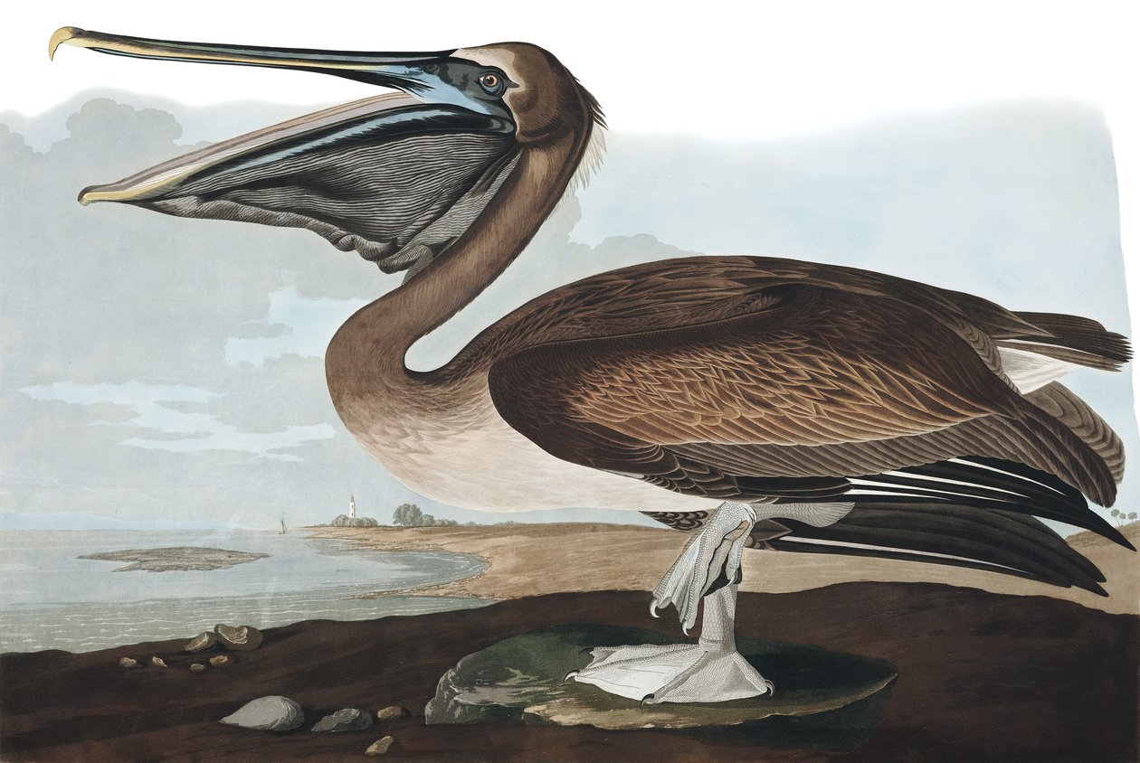 Brown Pelican, Pelecanus Fuscus, fra "The Birds of America" af John J. Audubon, pub. 1827-38 af John James Audubon