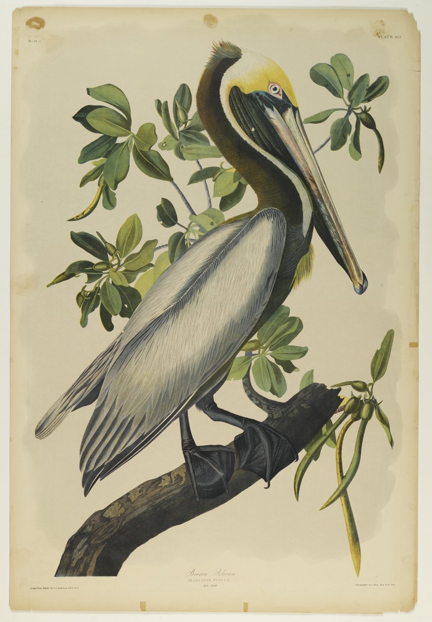 Brown Pelican, trykt af Julien Bien og udgivet af Roe Lockwood & Son, 1861 (kromolitografi) af John James Audubon