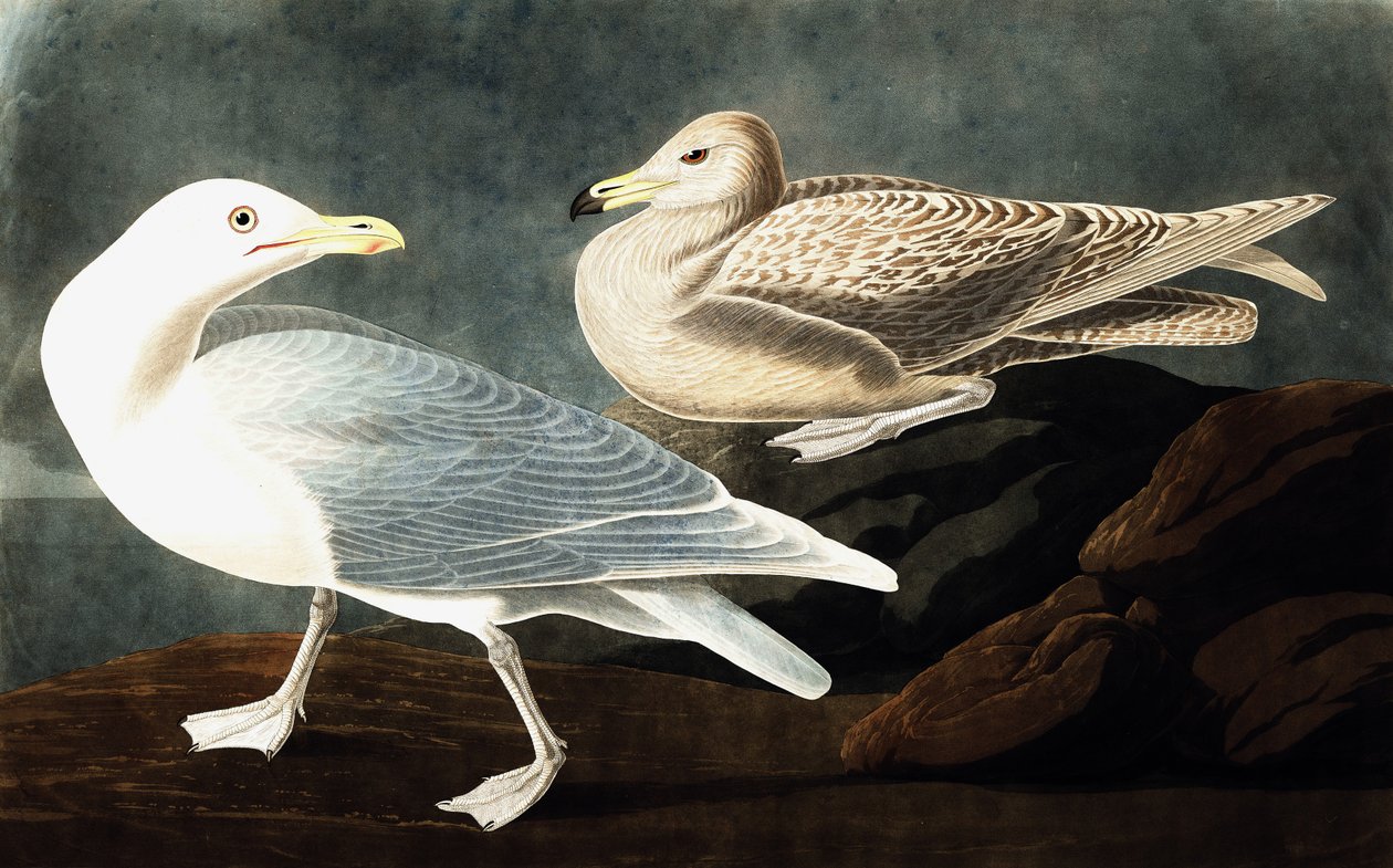 Borgmester Gull, Larus Glaucus, fra "The Birds of America" af John J. Audubon, pub. 1827-38 af John James Audubon