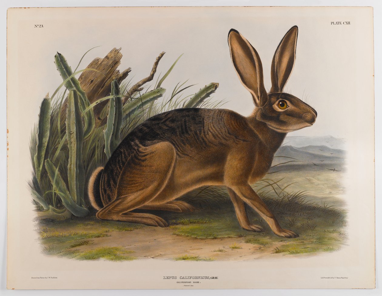 Californien hare, 1847 af John James Audubon