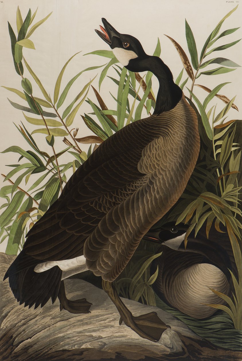 Canada Goose, 1827-1838 (wc på papir) af John James Audubon