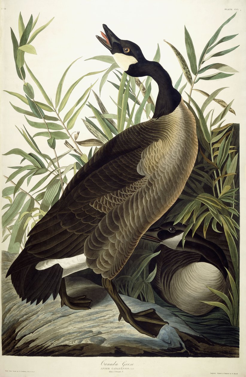 Canada Goose, ca. 1827-1838 af John James Audubon
