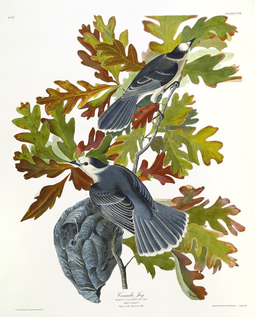 Canada Jay af John James Audubon