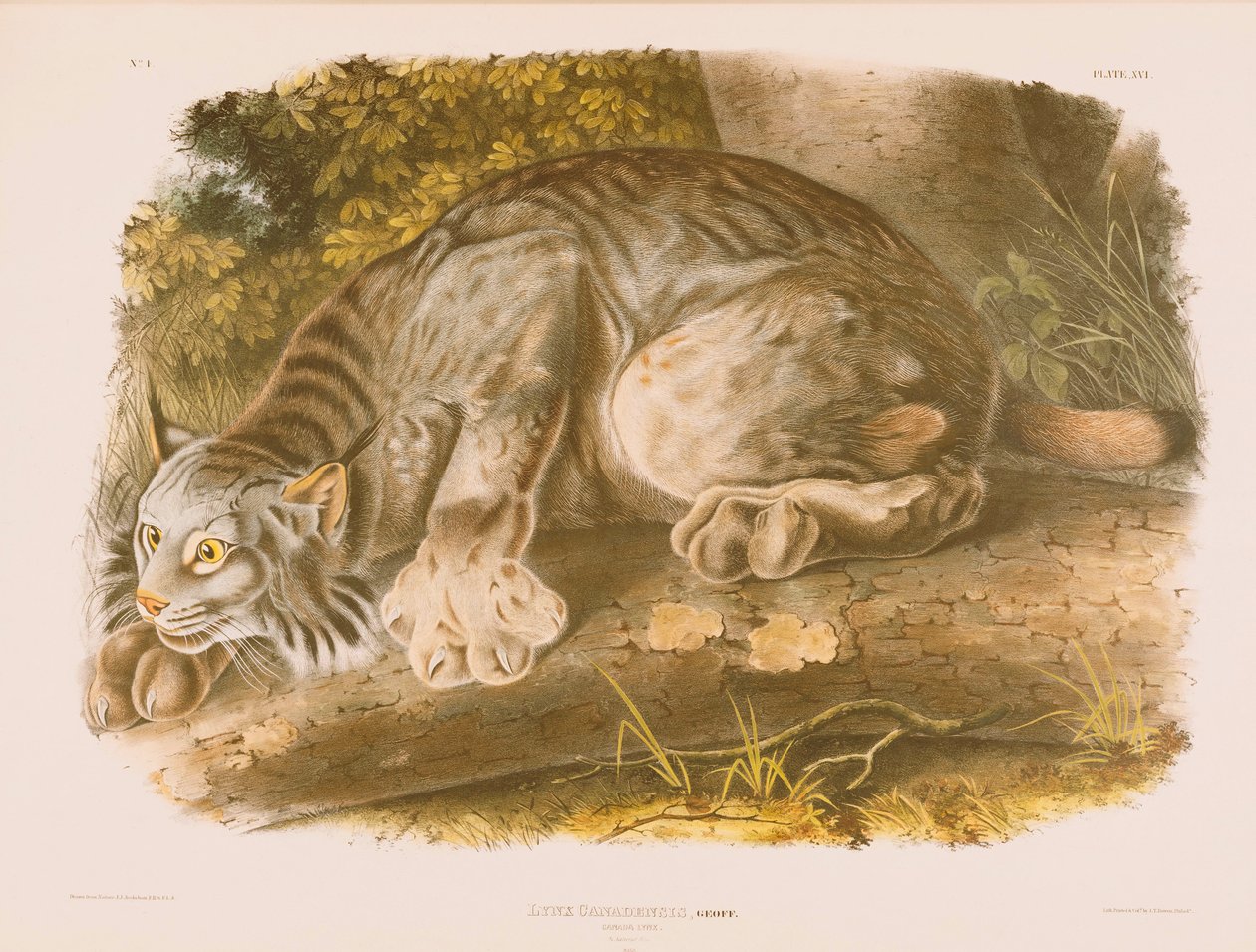 Canada Lynx af John James Audubon