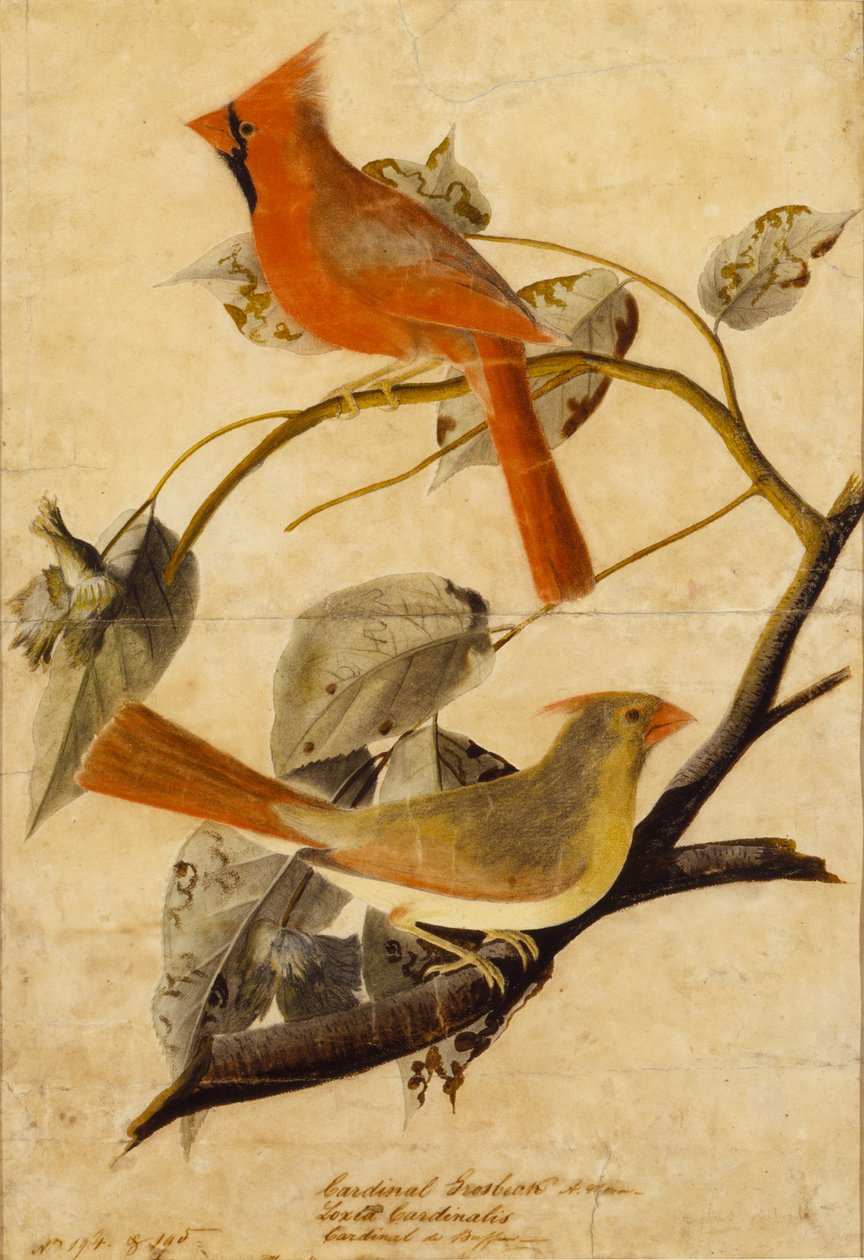 Kardinalsnæb af John James Audubon