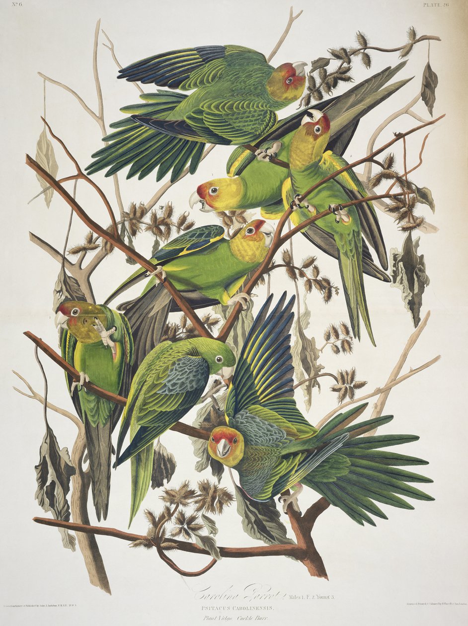 Carolina Parakeet, fra 