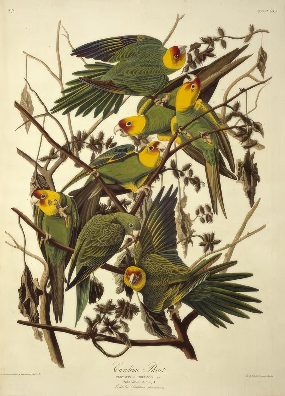 Carolina papegøje. Psittacus Carolinensis af John James Audubon