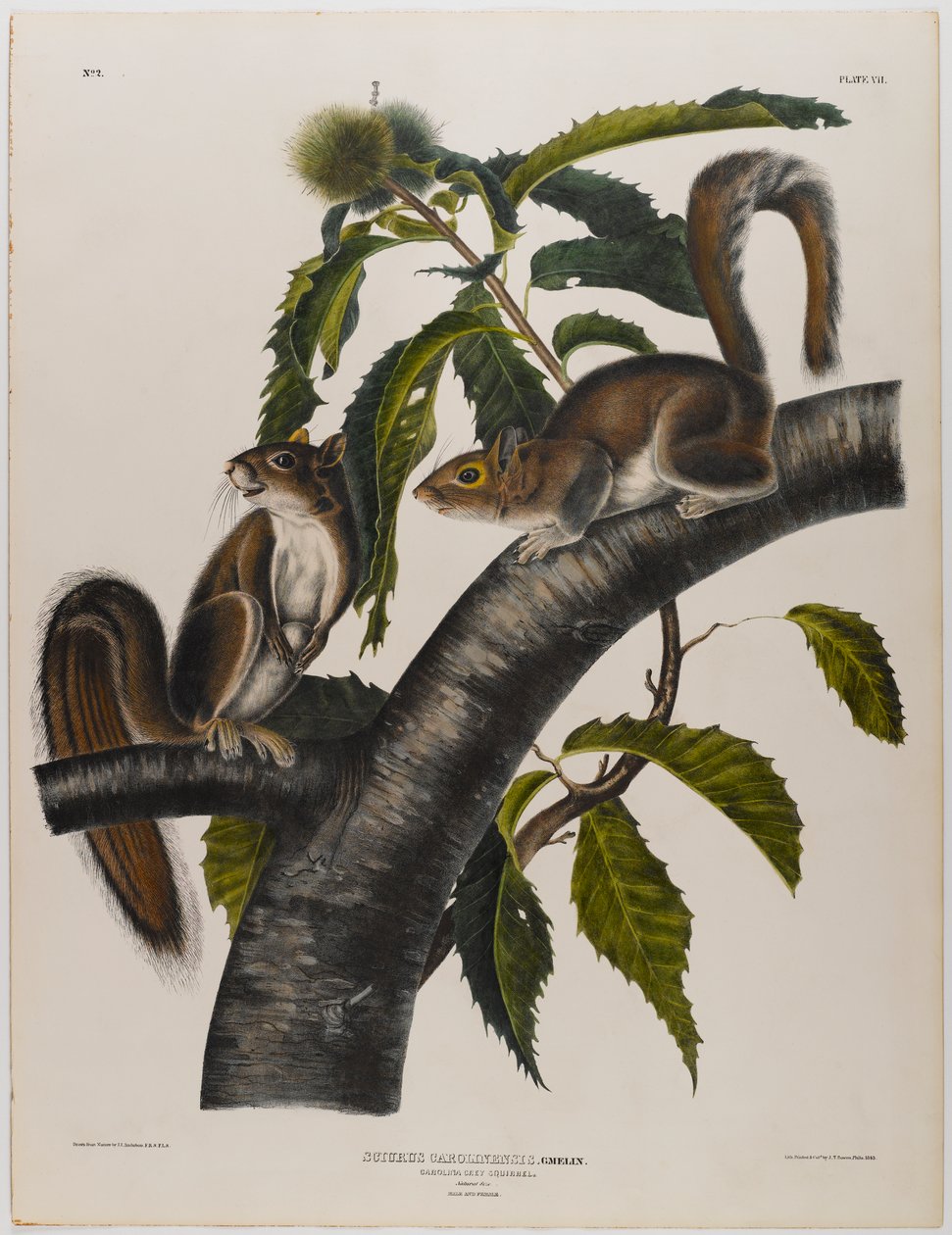 Carolina grå egern af John James Audubon