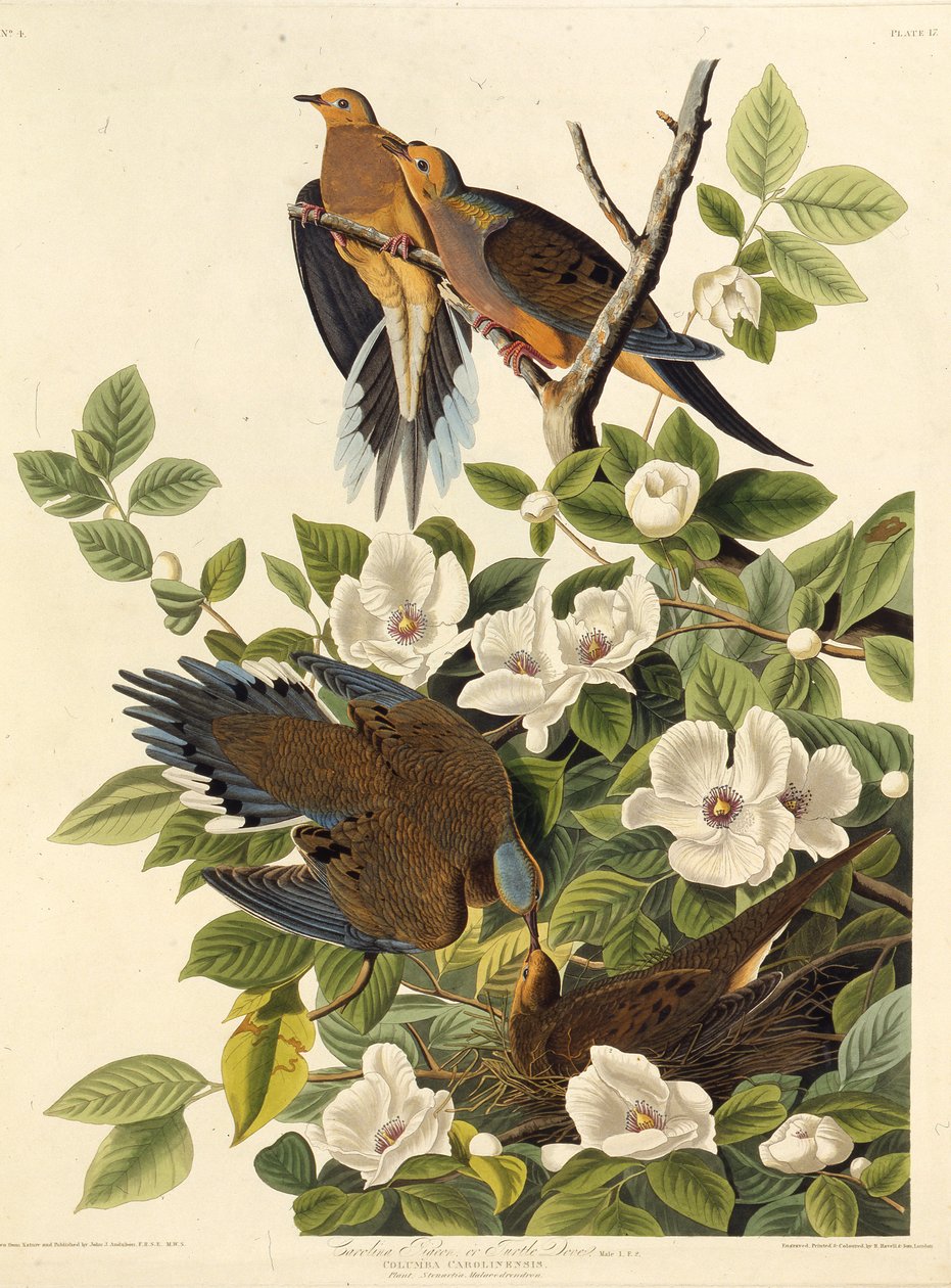 Carolina due eller Carolina turteldue. Fra The Birds of America, 1827-1838. af John James Audubon