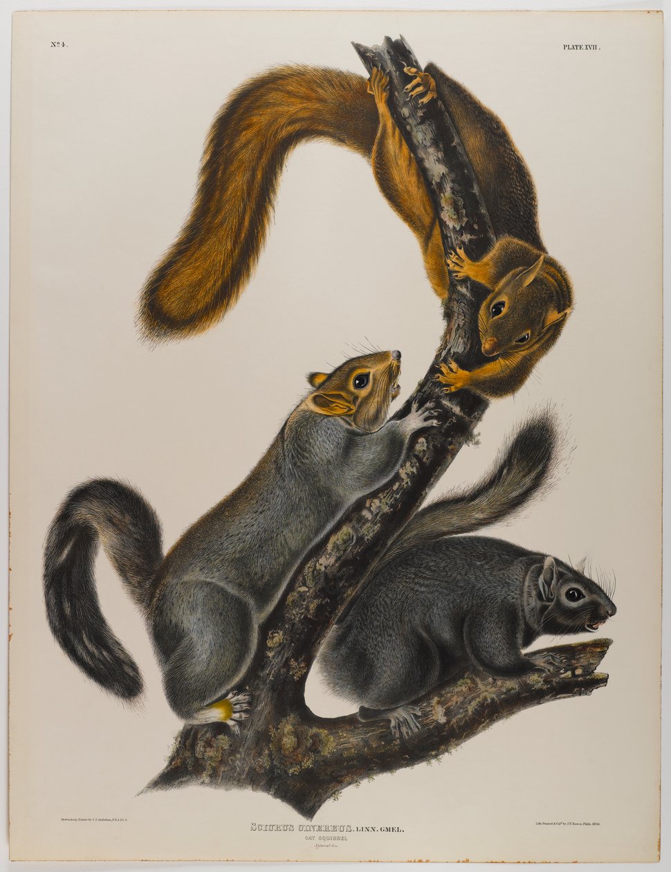 Katte egern af John James Audubon
