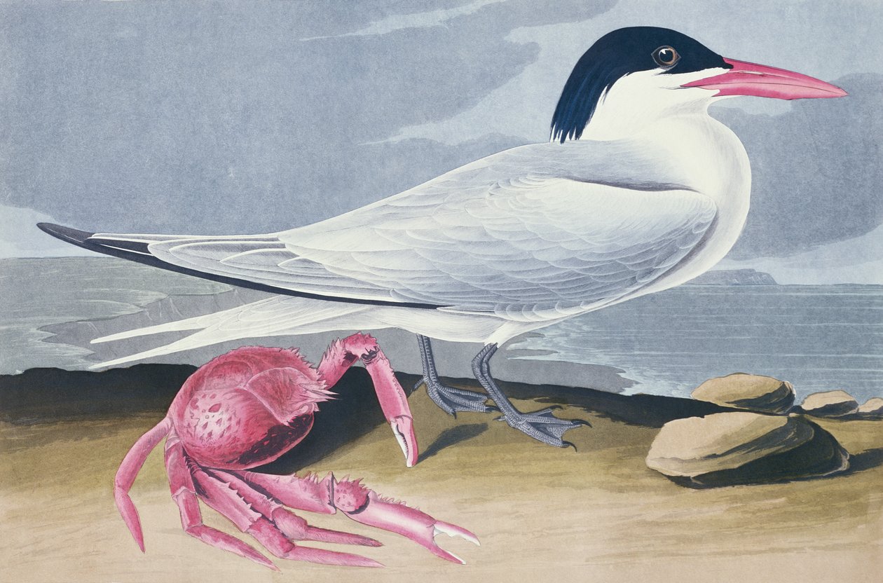Cayenne Tern af John James Audubon